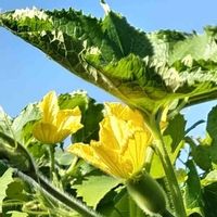 ヘチマ,GS句会,今日のお花の画像