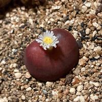 多肉植物,マウガニー,メセン類,メセン,コノフィツム属の画像