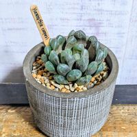 ハオルチア クーペリー,多肉植物,100均雑貨,ダイソー鉢,多肉初心者の画像