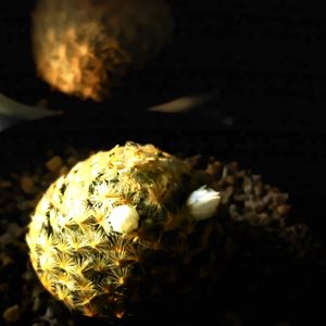 明星,多肉植物,トゲトゲ,サボテン☆, サボテンの画像