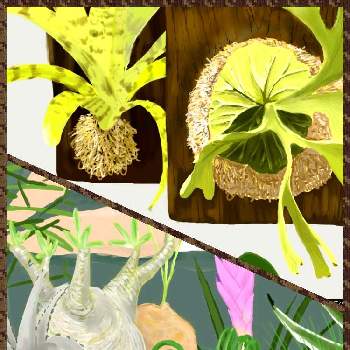 ビカクシダ ネザーランド, ビカクシダ,シダ植物, コウモリラン ,ビカクシダ板付の画像