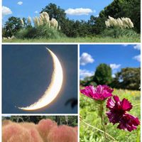 コスモス シーシェル,パンパスグラス,昭和記念公園,あっ火曜日,キュンキュン乙女倶楽部の画像