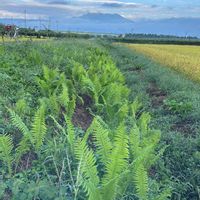 コゴミ,クサソテツ,稲穂,山野草大好き,癒しの画像