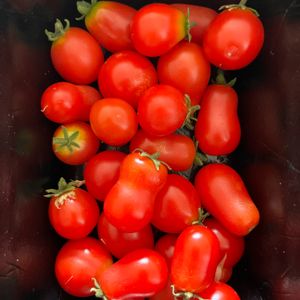 ミニトマト,真っ赤な火曜日,夏野菜フォトコンテスト2023,ベランダ栽培,夏野菜の画像