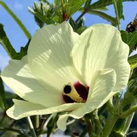 オクラ,ほんとうの空のある福島,花のあるくらし,今日の１枚,実家での画像