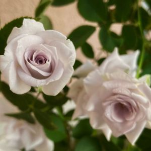 バラ　ブルーグラビティ,ばら バラ 薔薇,バラ 鉢植え,バラ科,鉢植えの画像