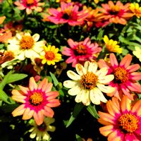 ヒャクニチソウ,ヒャクニチソウ属（ジニア属）,元気な花,GSに感謝。,キク科の画像