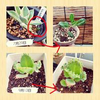 これは…？,子宝弁慶草,多肉植物,初心者,暑いベランダでも頑張ってるの画像