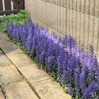 アジュガ,アジュガ　チョコレートチップ,植物のある暮らし,お花のある暮らし,ガーデニングの画像