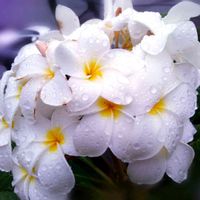 プルメリア,フランジパニ,pua melia,白い花,夏の花の画像