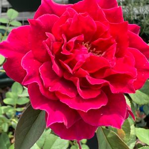 ライラ,ロサオリエンテス,ばら バラ 薔薇,今庭の花,薔薇のある暮らし♡の画像