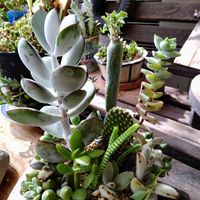 若緑,七宝樹,コチレドン　福だるま,多肉植物,みどりのある暮らしの画像