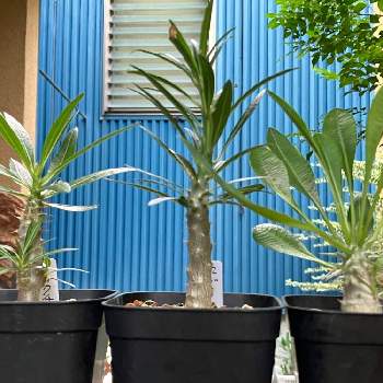 ビカクシダ ネザーランド, ビカクシダ,シダ植物, コウモリラン ,ビカクシダ板付の画像