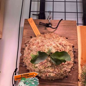  ビカクシダ,FSQ, コウモリラン ,Platycerium,部屋の画像