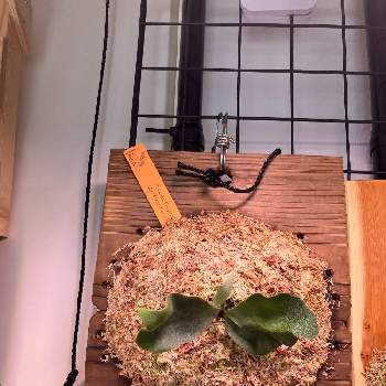 ビカクシダ ネザーランド, ビカクシダ,シダ植物, コウモリラン ,ビカクシダ板付の画像