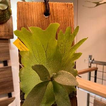 ビカクシダ ネザーランド, ビカクシダ,シダ植物, コウモリラン ,ビカクシダ板付の画像