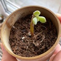 エケベリア シュークリーム,多肉植物,多肉大好き,チョンパ,赤ちゃんの画像