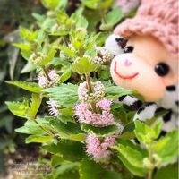 ダンギク,ダンギク(段菊),ピンクの花,GSミニモニ。,花言葉の画像
