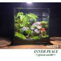 苔のテラリウム,お洒落,メルカリにて販売中,観葉植物,苔 (コケ)の画像