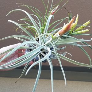 100均エアプランツ,チランジア・ハリシー,チランジア属,エアープランツ/チランジア,ダイソーエアープランツの画像