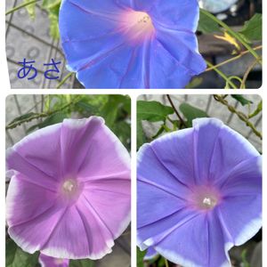 アサガオ♡,子供と一緒に,GS forキッズ,プランター野菜,小さな庭の画像