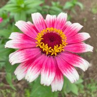 ジニア,ヒャクニチソウ,北広島市,花と緑のある暮らし,季節の花の画像