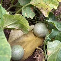 メロン,田舎暮らし,家庭菜園,無農薬野菜,こぼれ種の画像