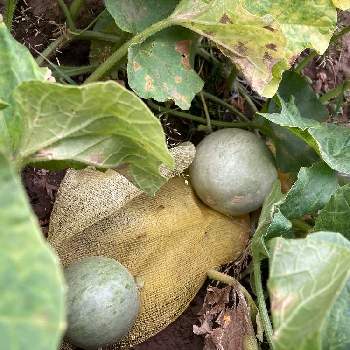 ミニトマト（アイコ）,lavenderの香りの畑デビュー,無農薬栽培,ダンボールコンポストの画像