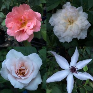 小山内健,ばら バラ 薔薇,薔薇　つむぎ ひらり,國枝啓司,バラ 鉢植えの画像