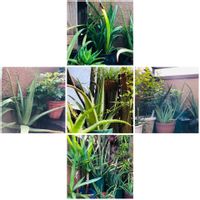 アロエベラ,アロエ女子,南国植物,アロエ栽培,おうち園芸の画像