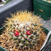 金銀司,多肉植物,観葉植物,サボテン☆,100均の画像
