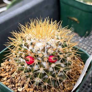 金銀司,多肉植物,観葉植物,100均,ダイソーの画像