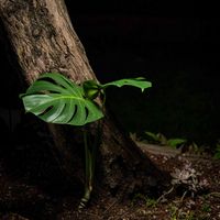 モンステラ,モンステラ属,ポコ苗,SONY α9,ミラーレス一眼の画像