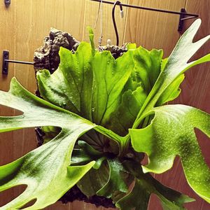 胞子葉, コウモリラン ,観葉植物,ビカクシダ・リドレイ,胞子体の画像