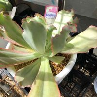 エケベリア,シャビアナ,コーナン,多肉植物,緑のある暮らしの画像