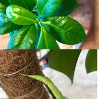 ガジュマルの新芽,モンステラ,モンステラのドリル,モンステラの新芽,新芽の画像
