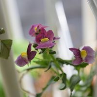 ネメシア,いい香り,甘い香り,PW,バルコニー/ベランダの画像