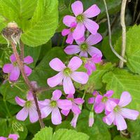 ムラサキカタバミ,牧野富太郎「らんまん」の花,よそさまの畑,らんまん♡今日の花の画像