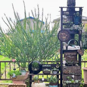 ペペロミア ジェミニ,紫苑のDIY,観葉植物,リメ缶,植え替えの画像