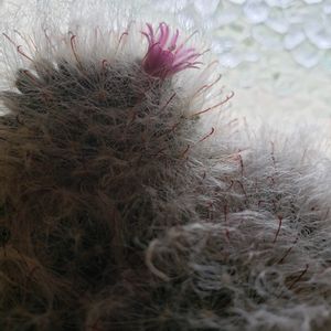 高砂,多肉植物,開花, サボテン,マミラリア属の画像
