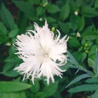 観賞用トウガラシ,カワラナデシコ,花咲く乙女たち♡,癒される♡,切り花を楽しむの画像