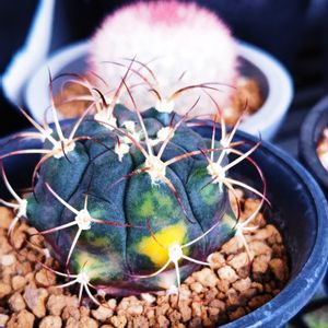桜月,尾形丸錦,多肉植物,トゲトゲ,マミラリア ・桜月の画像