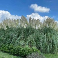 パンパスグラス,神代植物公園,雌雄異株,お出かけ先の画像