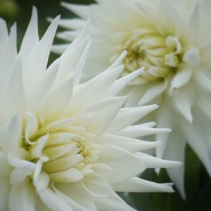 ダリア,かわいい子❤️,花のある生活,おうち園芸,癒しの空間の画像