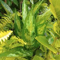 アグラオネマ,アグラオネマ・シルバークイーン,観葉植物,熱帯植物,アグラオネマ属の画像