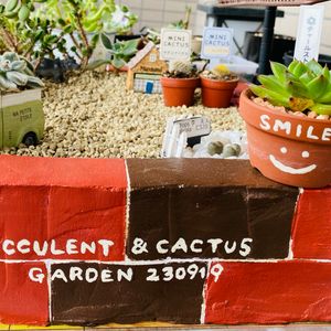 チャールストン.,ボンビシナ,サボテン キンコウマル,マグニフィクス,my gardenの画像