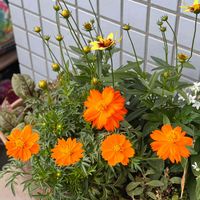 キバナコスモス,バルコニーガーデニング,おうち園芸,バルコニー,鉢植えの画像