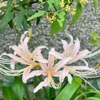 ヒガンバナ,彼岸花  曼珠沙華,お出かけ先の画像
