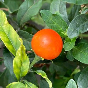 フユサンゴ,タマサンゴ,公園,鉢植え,花壇の画像