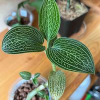 ルディシア トリカラー,ジュエルオーキッド,観葉植物,ラン科,ハイドロカルチャーの画像